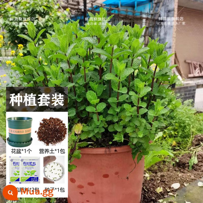 Hạt giống bạc hà ăn được trong nhà và ngoài trời hạt giống bạc hà chanh catnip trong nhà cho tất cả các mùa gieo cây và hoa - Nước hoa bạc hà 1000 viên + chậu hoa + đất + 2 túi phân bón [Mua 2 tặng 1]