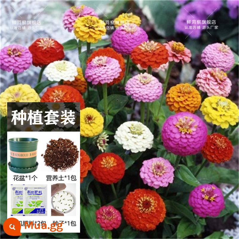 Hạt giống bạc hà ăn được trong nhà và ngoài trời hạt giống bạc hà chanh catnip trong nhà cho tất cả các mùa gieo cây và hoa - 500 cây bách nhựt + chậu hoa + đất + 2 bao phân bón [Mua 2 tặng 1]