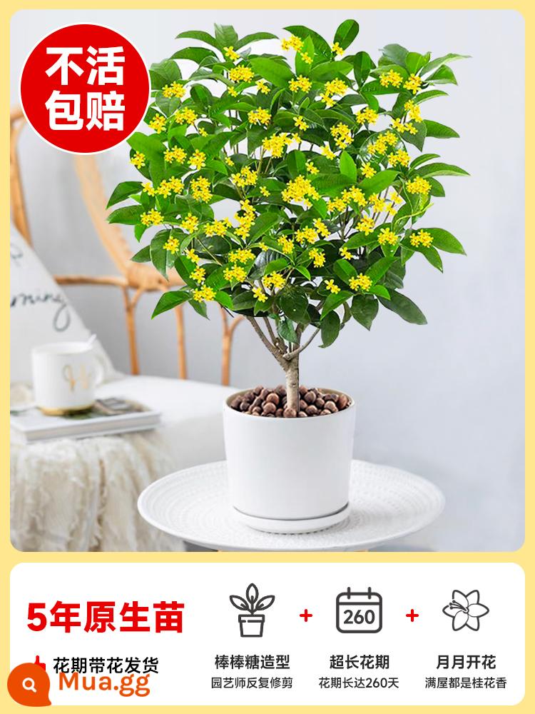 Cây giống Osmanthus bốn mùa Vườn Jingui bản địa trồng cây lớn trong nhà và ngoài trời trong chậu Tháng 8 hoa osmanthus cây xanh - Đã chọn [Loại kẹo mút] Cây giống 5 tuổi (bản địa) được vận chuyển cùng với hoa trong thời kỳ ra hoa [hình ảnh thực tế như hình]