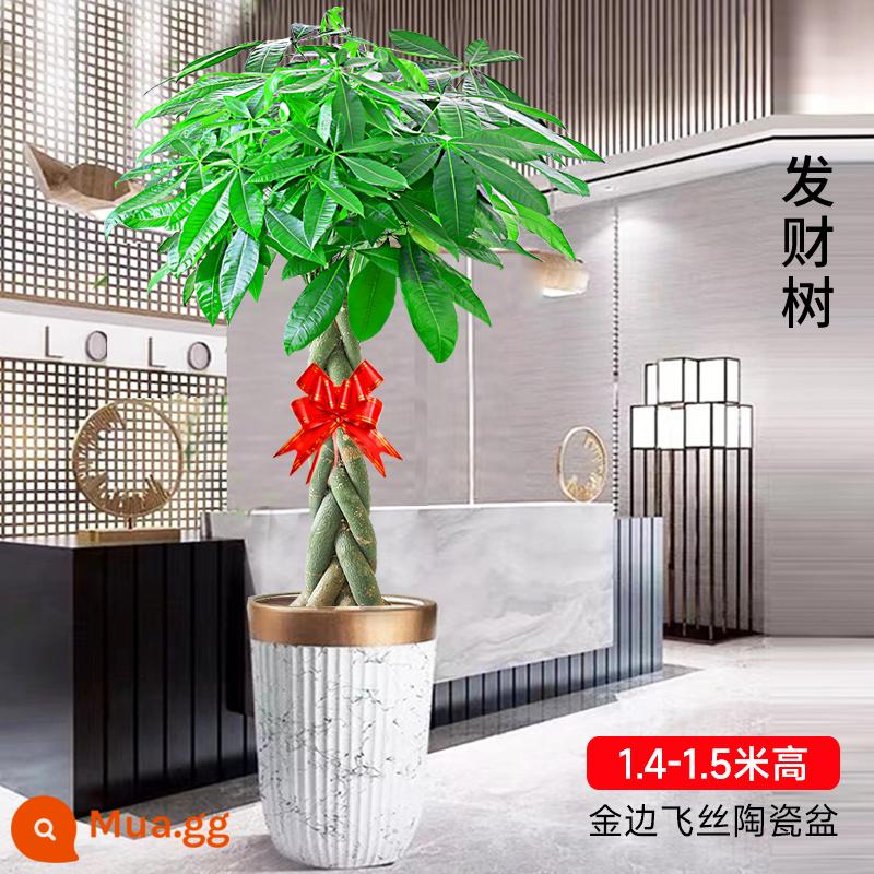 Cây kim tiền bonsai phòng khách dễ trồng cây tiền lớn cây xanh trong nhà văn phòng tân gia hoa khai trương cây cảnh - [Chuyển đến nhà mới] Kiểu tết tóc dài 1,4-1,5 mét (Phong cách gốm lụa bay Phnom Penh + Đất đặc biệt + Ruy băng)