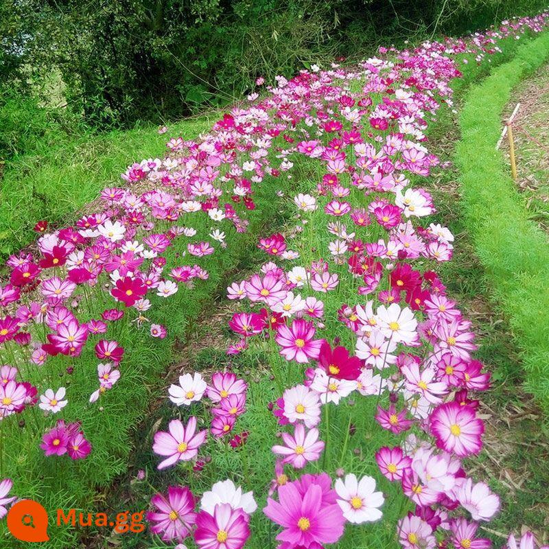 Hạt giống hoa thì là Featherleaf, hạt giống cây hoa leo, cây trồng trong chậu trong nhà và ngoài trời, hạt giống hoa bốn mùa, hoa anh túc hai cánh - Cosmos 1000 viên + phân bón [Mua 2 tặng 1]