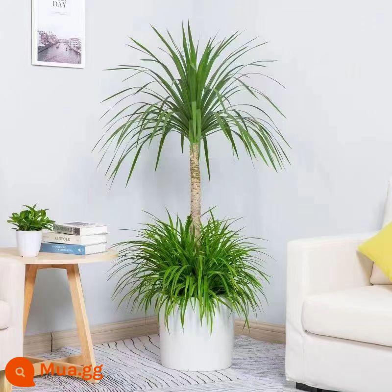 Dracaena phòng khách cây xanh chậu trong nhà lớn đống cũ văn phòng formaldehyde hấp thụ thanh lọc không khí internet cây xanh nổi tiếng - Cây huyết dụ hai lớp 1,2-1,4 mét (chậu sứ trắng)