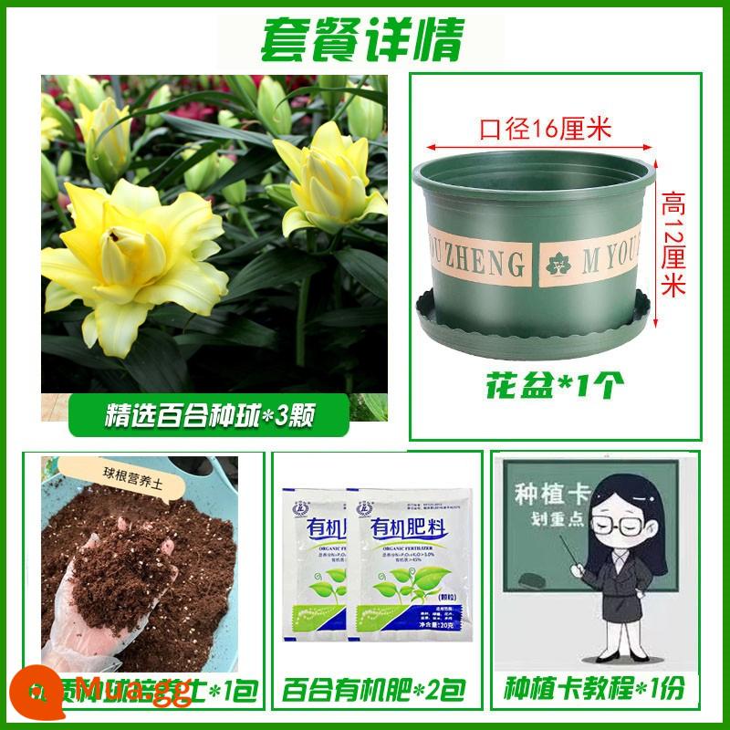 Hoa loa kèn củ nhập khẩu hoa bốn mùa dễ sống hoa trồng trong nhà hoa chậu hạt giống hoa tulip - A4 hoa huệ đôi màu vàng 5 quả [gồm đất bầu và bộ phân bón]