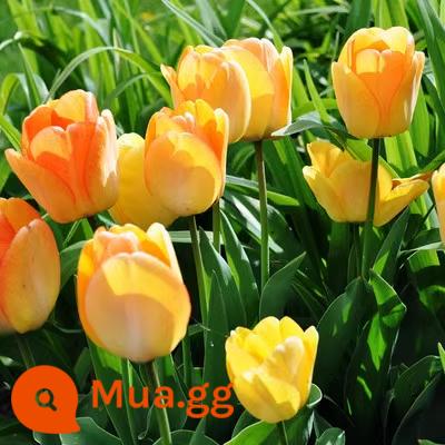 10 giống hoa tulip trồng chậu ban công nhập khẩu từ Hà Lan, củ to, hoa kép ra hoa quanh năm, dễ trồng trong đất - Golden Oxford tulip 10 quả + phân bón hoa + dung dịch dinh dưỡng + carbendazim