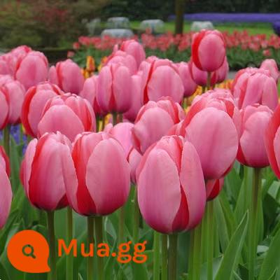 10 giống hoa tulip trồng chậu ban công nhập khẩu từ Hà Lan, củ to, hoa kép ra hoa quanh năm, dễ trồng trong đất - Daai tulip 10 viên + phân bón hoa + dung dịch dinh dưỡng + carbendazim