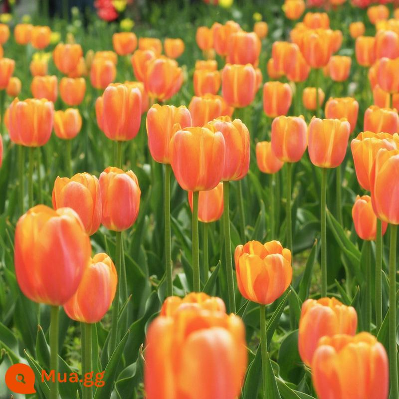 Bộ 5 nước hoa tulip trồng bộ chai thủy tinh tròn lớn nhập khẩu củ bốn mùa hoa thu đông cây chịu lạnh - Tulip Orange Emperor 5 miếng + chai thủy tinh + sỏi trắng + dung dịch dinh dưỡng