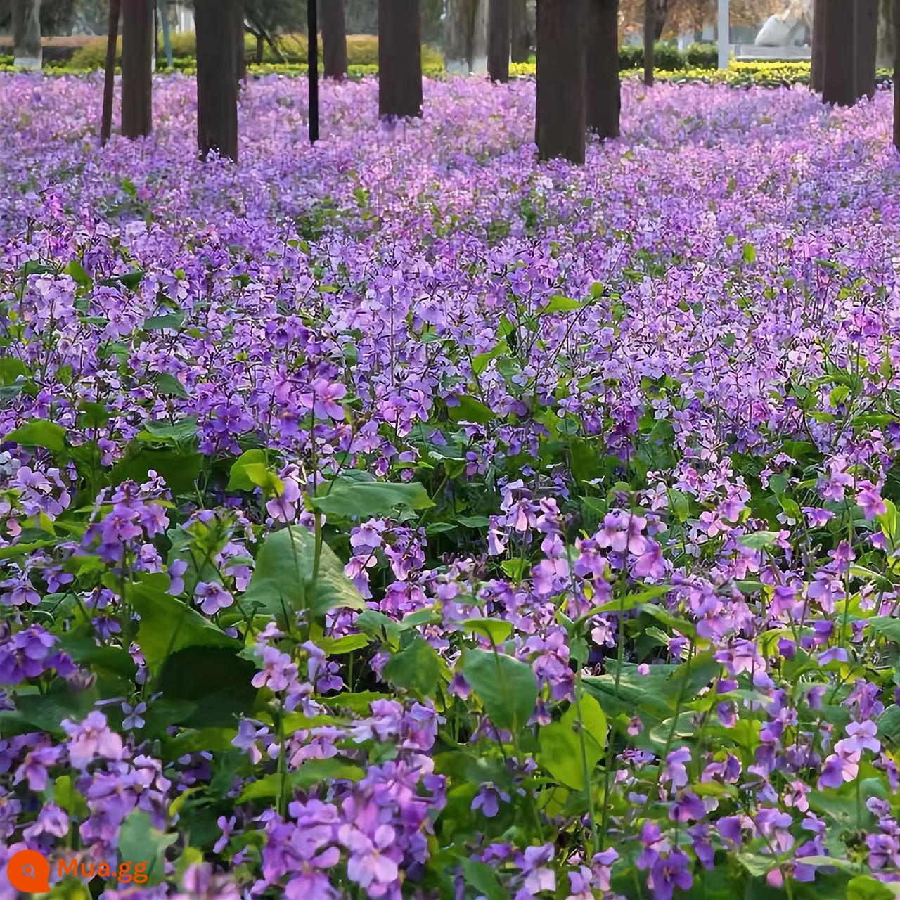 Cánh hoa nha khoa hạt giống hoa năng lượng mặt trời, hạt giống hoa hạt giống hạt giống hạt giống hoa bốn mùa ra hoa và gieo hạt, sống trong sân lùn trong nhà và ngoài trời - Một cân hoa lan vào tháng Hai