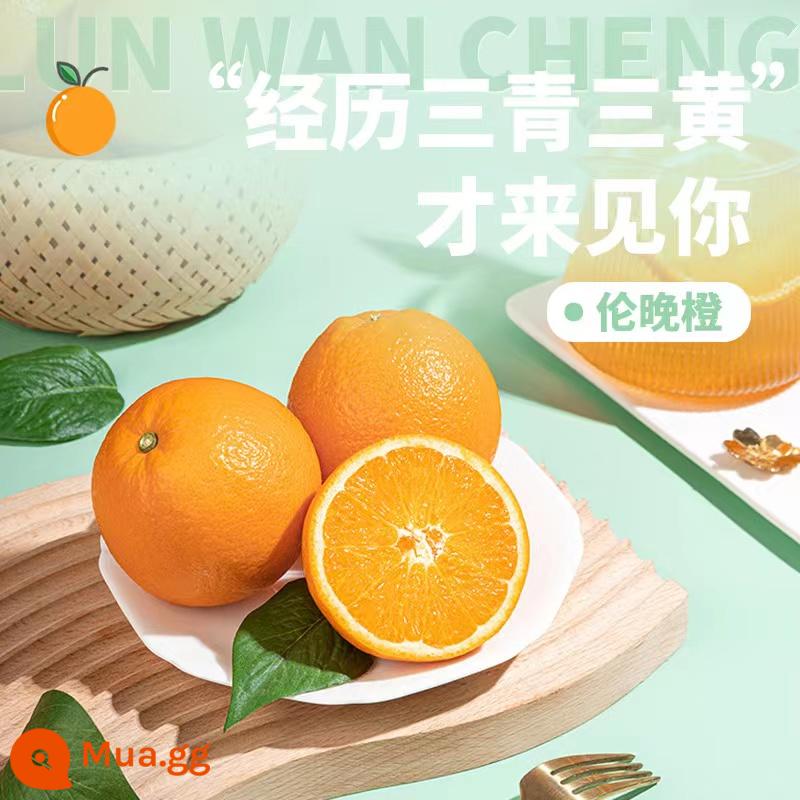 [Kho báu XXL] 2022 Yunnan Chuchu Orange Official Flagship Store Bingtang Orange Treasure Early Orange 10 catties Gift Box - 60mm (bao gồm)-65mm (không bao gồm)