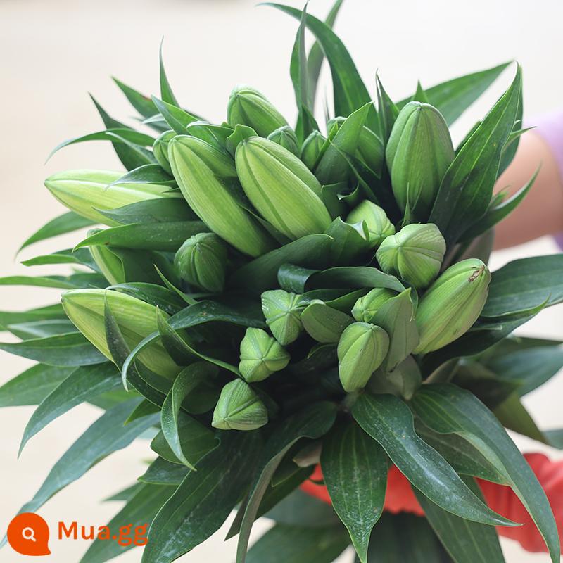 Bó hoa hương lily cơ sở Vân Nam giao hàng trực tiếp cùng thành phố giao hoa hướng dương đậu đỏ quà sinh nhật hoa thủy canh - 10 bông huệ vàng (có chất bảo quản)