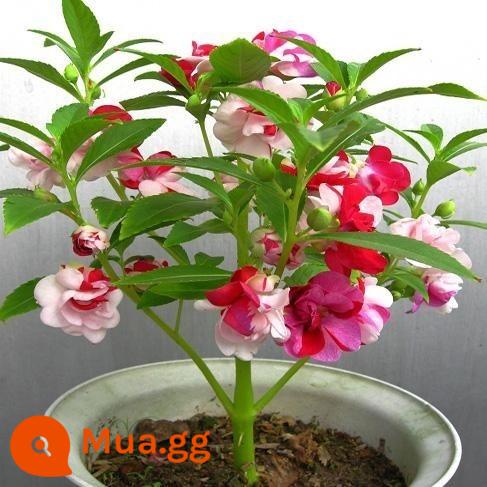 Hỗn Hợp Màu Sắc Hoa Trà Impatiens Hạt Giống Hoa Móng Tay Con Gái Trong Nhà Ban Công Chậu Sân Dễ Sống Bốn Mùa Hạt Giống Hoa - Khoảng 20 hạt impatiens