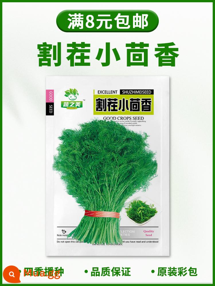 Hạt giống rau bốn mùa gieo ban công trang trại chậu rau muống rau muống xà lách tỏi tây hẹ hạt giống dâu hoàn thành bộ sưu tập - Gốc thì là [khoảng 360 miếng]