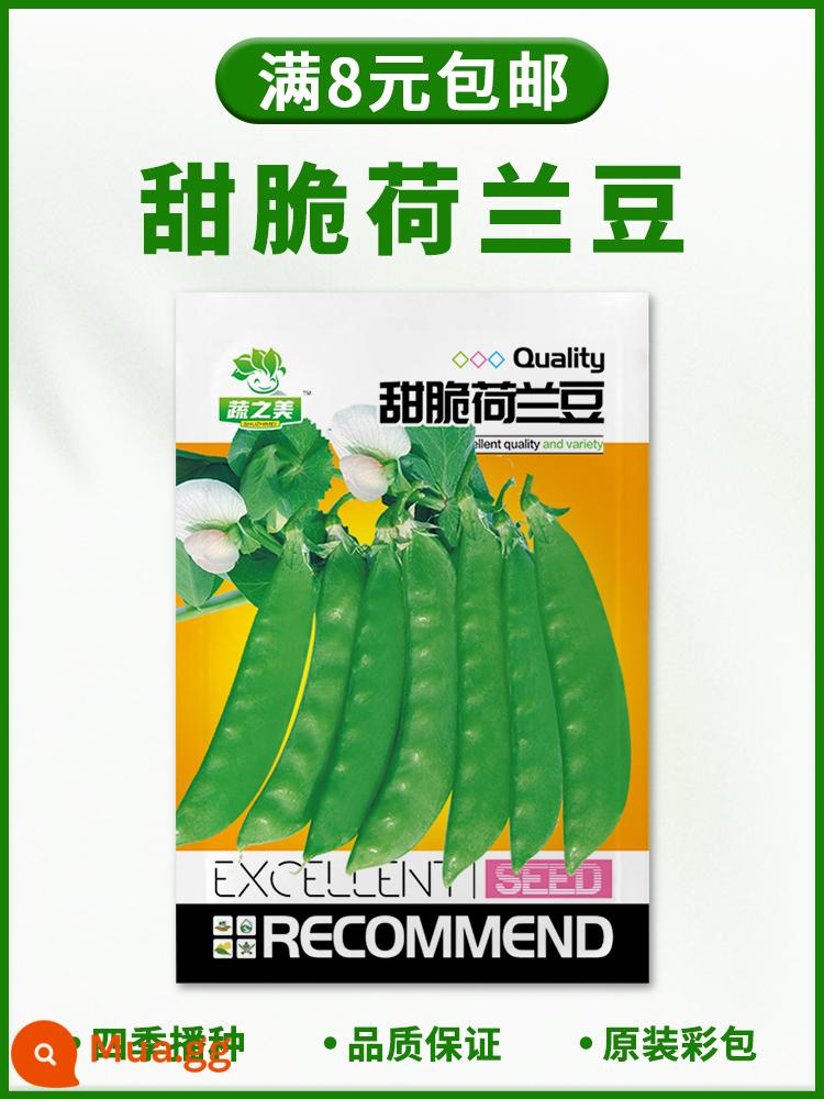 Hạt giống rau bốn mùa gieo ban công trang trại chậu rau muống rau muống xà lách tỏi tây hẹ hạt giống dâu hoàn thành bộ sưu tập - Đậu tuyết ngọt giòn [khoảng 35 chiếc]