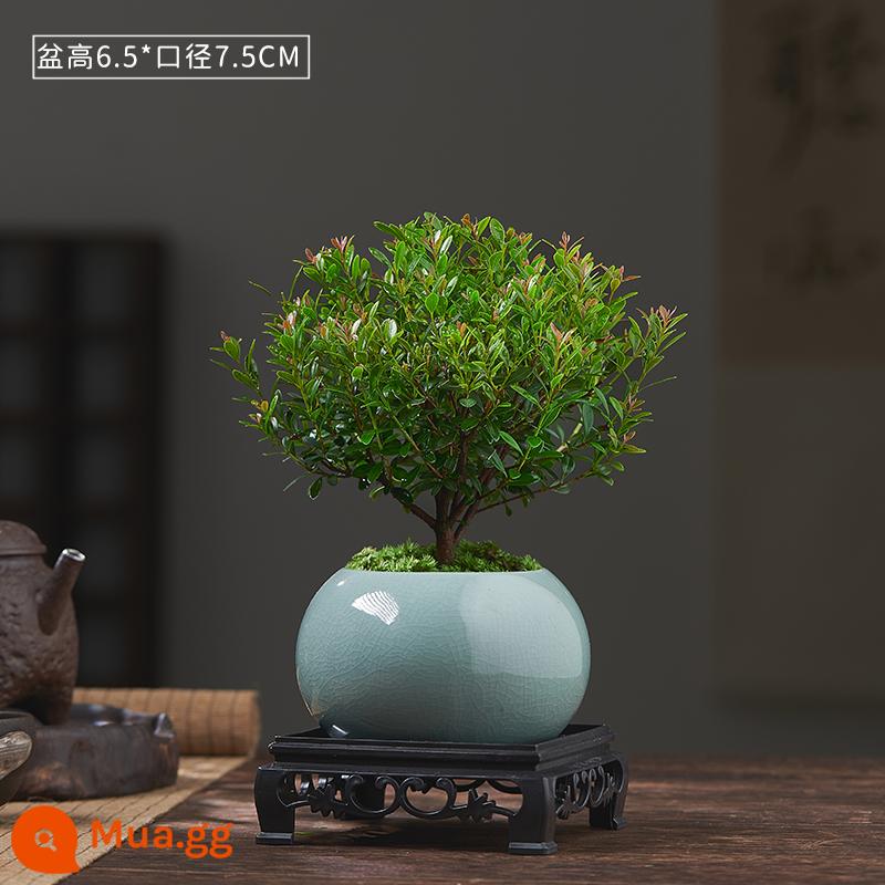 Nan đỏ lá nhỏ Cọc bonsai cây giống cây hoa tiểu cảnh thủy canh văn phòng tốt cho cây trồng trong chậu thường xanh bốn mùa - Nan đỏ lá nhỏ 3 tuổi + chậu sứ xanh băng + khay retro [rêu tươi miễn phí]