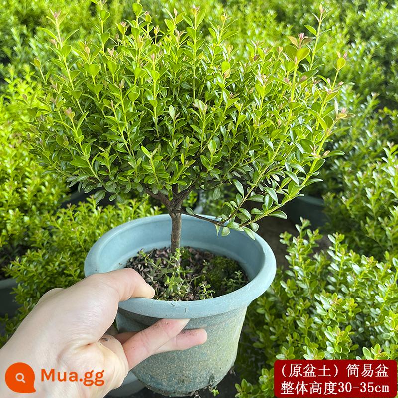 Nan đỏ lá nhỏ Cọc bonsai cây giống cây hoa tiểu cảnh thủy canh văn phòng tốt cho cây trồng trong chậu thường xanh bốn mùa - Xiaoye Aknan 6 tuổi [đất chậu nguyên bản]