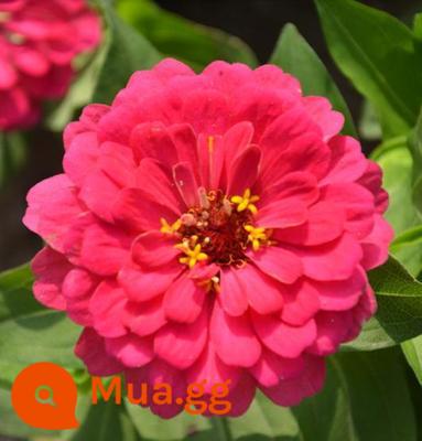 Hạt giống hoa Zinnia cánh kép nhiều màu Hạt giống hoa Zinnia nở bốn mùa hạt dễ sống cây trồng trong chậu sân vườn ban công - Zinnia hoa hồng đỏ nửa catty