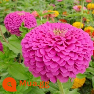 Hạt giống hoa Zinnia cánh kép nhiều màu Hạt giống hoa Zinnia nở bốn mùa hạt dễ sống cây trồng trong chậu sân vườn ban công - Zinnia tím nửa cân