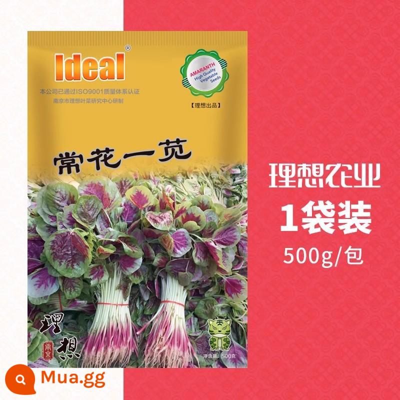 Hạt dền, hạt dền đỏ, hạt dền đỏ nguyên hạt, danh sách đầy đủ các loại rau trồng tại trang trại Trung Quốc được trồng trong tất cả các mùa - 1 gói [Rau dền] 500g/túi Hạt lai thế hệ 1