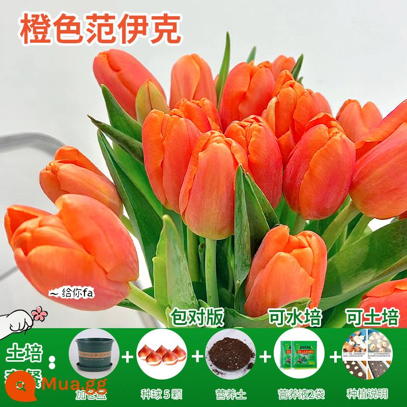 Năm củ tulip, chậu hoa thủy canh, nở hoa quanh năm, rất tốt để nuôi cây con trong nhà có nụ. - [Gói trồng trọt] Cam Vanyck Tulip 5 Viên + Dung Dịch Dinh Dưỡng