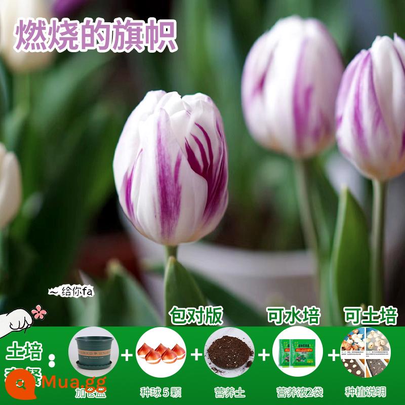 Năm củ tulip, chậu hoa thủy canh, nở hoa quanh năm, rất tốt để nuôi cây con trong nhà có nụ. - [Gói ủ đất] Đốt cờ tulip 5 viên + dung dịch dinh dưỡng