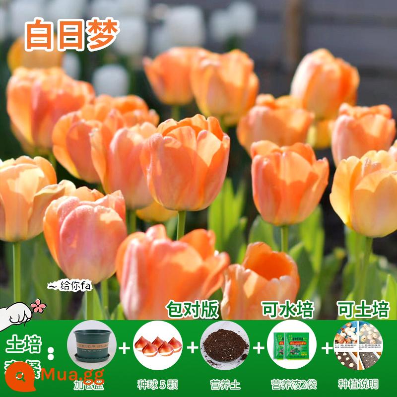 Năm củ tulip, chậu hoa thủy canh, nở hoa quanh năm, rất tốt để nuôi cây con trong nhà có nụ. - [Gói xới đất] Daydream Tulip 5 bóng + dung dịch dinh dưỡng