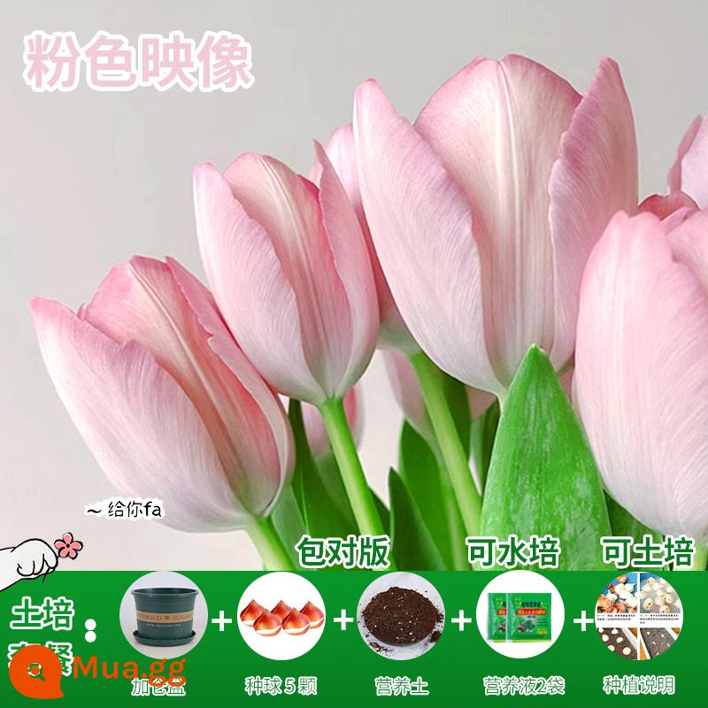 Năm củ tulip, chậu hoa thủy canh, nở hoa quanh năm, rất tốt để nuôi cây con trong nhà có nụ. - [Gói xới đất] Hình hoa tulip hồng 5 quả + dung dịch dinh dưỡng