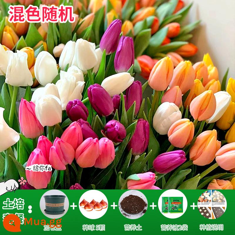 Năm củ tulip, chậu hoa thủy canh, nở hoa quanh năm, rất tốt để nuôi cây con trong nhà có nụ. - [Gói xới đất] Màu hỗn hợp 5 bông hoa tulip lớn + dung dịch dinh dưỡng