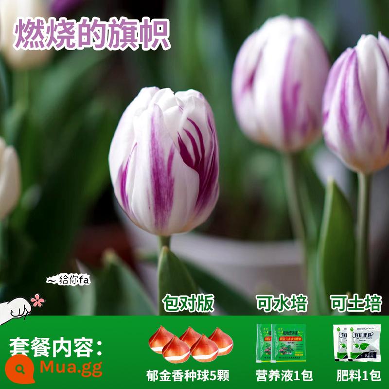 Năm củ tulip, chậu hoa thủy canh, nở hoa quanh năm, rất tốt để nuôi cây con trong nhà có nụ. - Đốt Cờ Tulip 5 Viên + Phân Bón + Dung Dịch Dinh Dưỡng