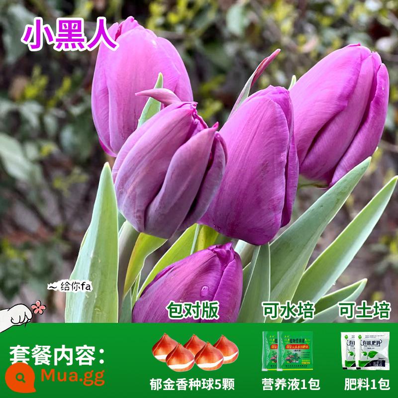 Năm củ tulip, chậu hoa thủy canh, nở hoa quanh năm, rất tốt để nuôi cây con trong nhà có nụ. - Hoa tulip đen nhỏ 5 quả + phân bón + dung dịch dinh dưỡng