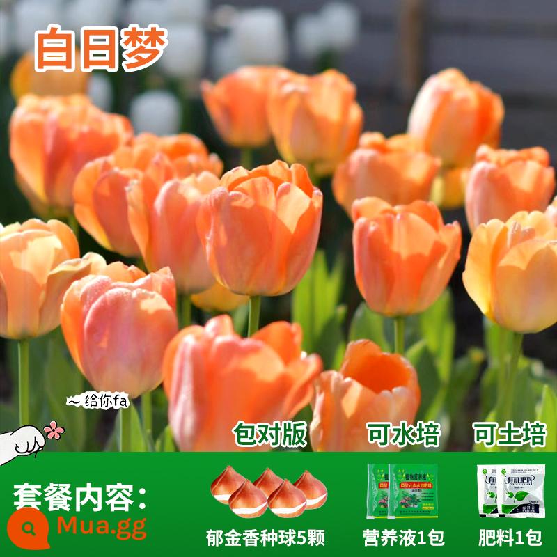 Năm củ tulip, chậu hoa thủy canh, nở hoa quanh năm, rất tốt để nuôi cây con trong nhà có nụ. - White Hot Dream Tulip 5 Viên + Phân bón + Dung dịch dinh dưỡng