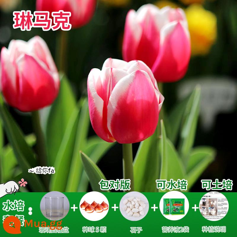 Năm củ tulip, chậu hoa thủy canh, nở hoa quanh năm, rất tốt để nuôi cây con trong nhà có nụ. - [Gói Thủy Canh] Linmark Tulip 5 Bóng + Dung Dịch Dinh Dưỡng