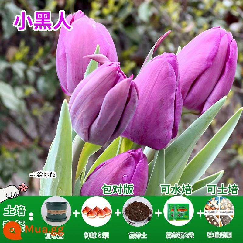 Năm củ tulip, chậu hoa thủy canh, nở hoa quanh năm, rất tốt để nuôi cây con trong nhà có nụ. - [Gói trồng trọt] Hoa tulip đen nhỏ 5 viên + dung dịch dinh dưỡng