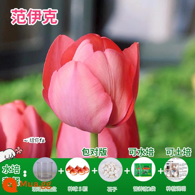 Năm củ tulip, chậu hoa thủy canh, nở hoa quanh năm, rất tốt để nuôi cây con trong nhà có nụ. - [Gói thủy canh] Vanyck Tulip 5 Quả + Dung dịch dinh dưỡng