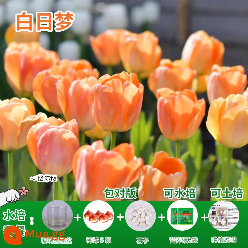 Năm củ tulip, chậu hoa thủy canh, nở hoa quanh năm, rất tốt để nuôi cây con trong nhà có nụ. - [Gói Thủy Canh] Daydream Tulip 5 Quả + Dung Dịch Dinh Dưỡng