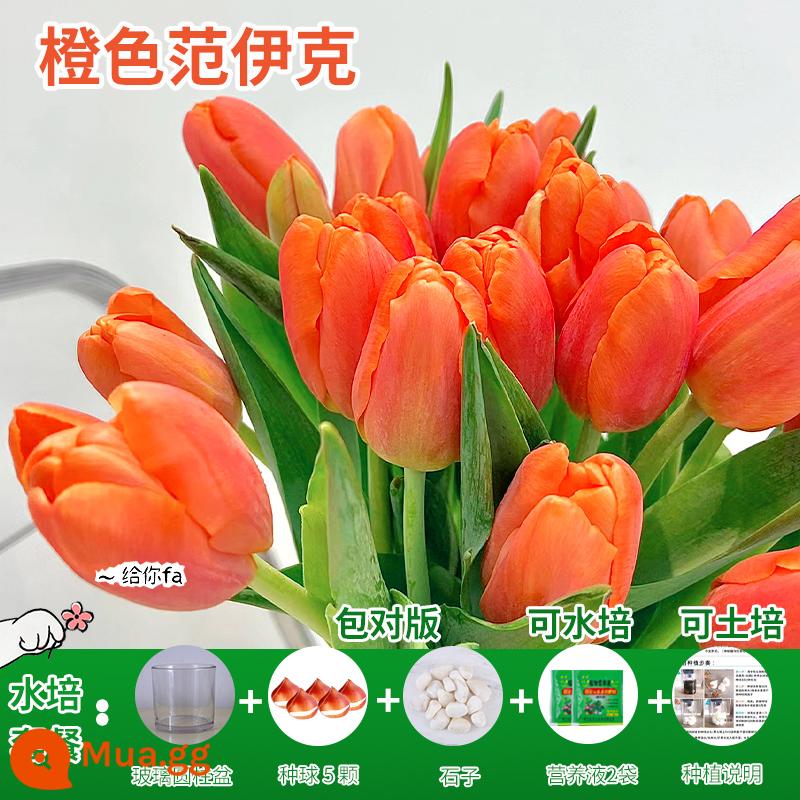 Năm củ tulip, chậu hoa thủy canh, nở hoa quanh năm, rất tốt để nuôi cây con trong nhà có nụ. - [Gói Thủy Canh] Cam Vanyck Tulip 5 Quả + Dung Dịch Dinh Dưỡng