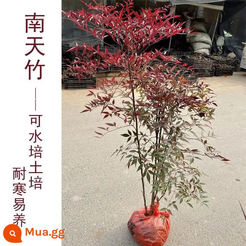 Phổ biến Nandina ngọn lửa chậu phòng khách cây xanh ngoài trời sân cây lá hoa Nandina ban công cụm - Cây giống cụm Nandina [6-7 cành] vận chuyển kèm theo cục đất