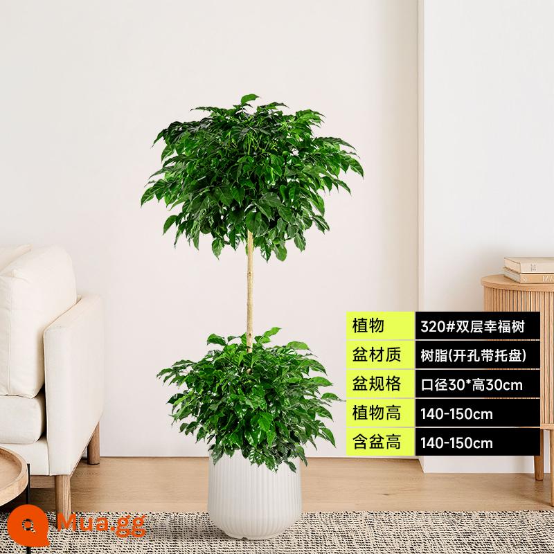 Chậu cây Happy Tree dễ trồng trong văn phòng, có tác dụng thanh lọc không khí, hấp thụ formaldehyde, cây xanh lớn đặt trong phòng khách. - Cây hạnh phúc hai tầng màu trắng nhạt cao 1,4-1,5 mét