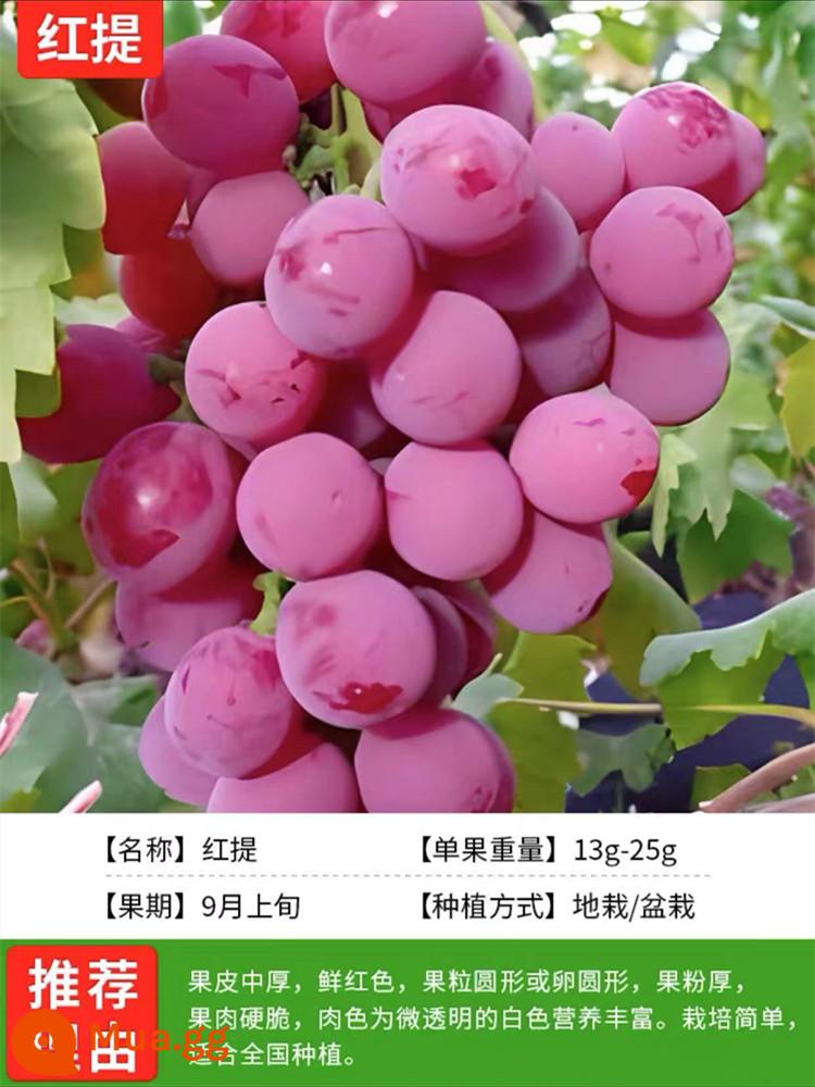 Grapevine Sunshine Rose Sapphire Chậu cây leo Qingwang được trồng ở miền Nam và miền Bắc, Kết quả cây giống nho Kyoho - Nho đỏ [Cây giống 12 tuổi năng suất cao kết quả đầy đủ] Phân bón dinh dưỡng miễn phí