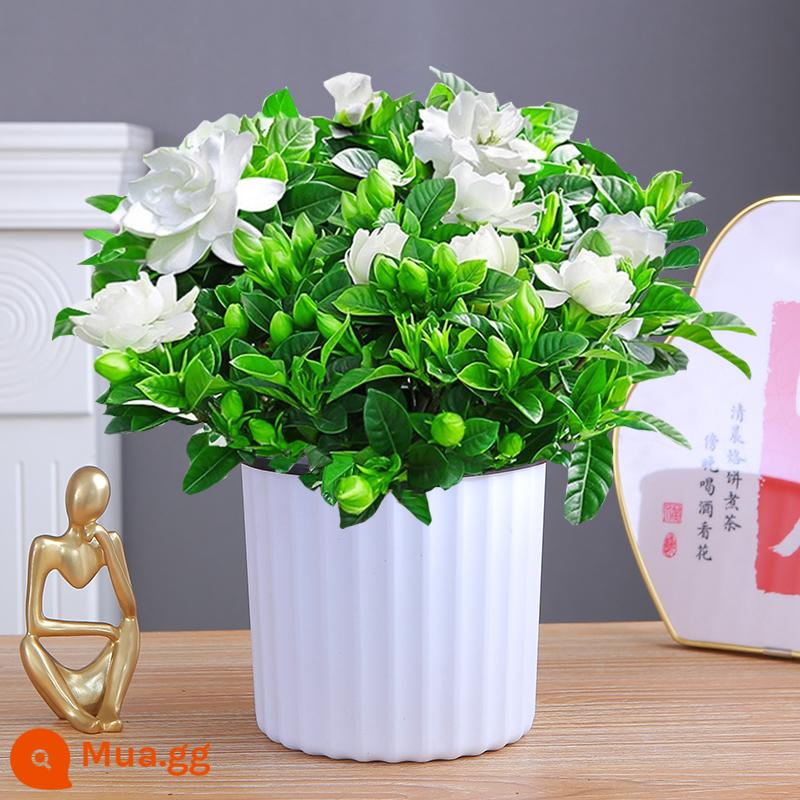 Cây hoa trồng trong chậu Gardenia, cây xanh thủy canh trong nhà, tốt cho tất cả các mùa, hoa nhài, hoa trà, lan hồ điệp - Cây dành dành 160# không nước có nụ [chậu hút nước sọc trắng dọc]