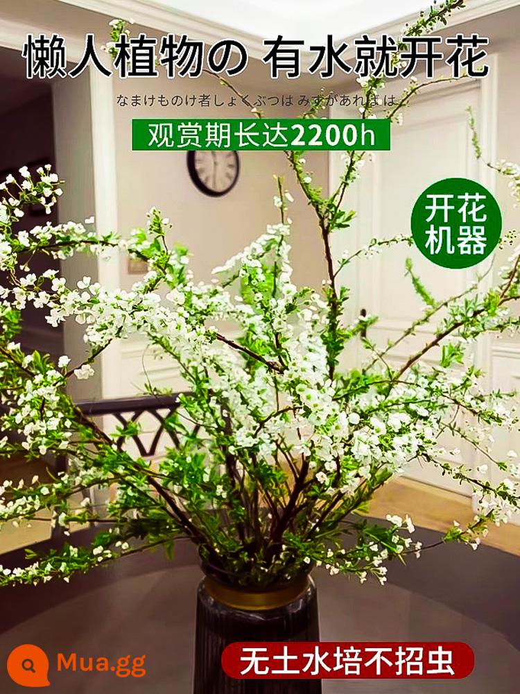 Đào hoa đào snow plurium mận hydroponic cành cây xanh cây tươi cành - Cây liễu tuyết mới cắt 65cm 20 cành + dung dịch dinh dưỡng