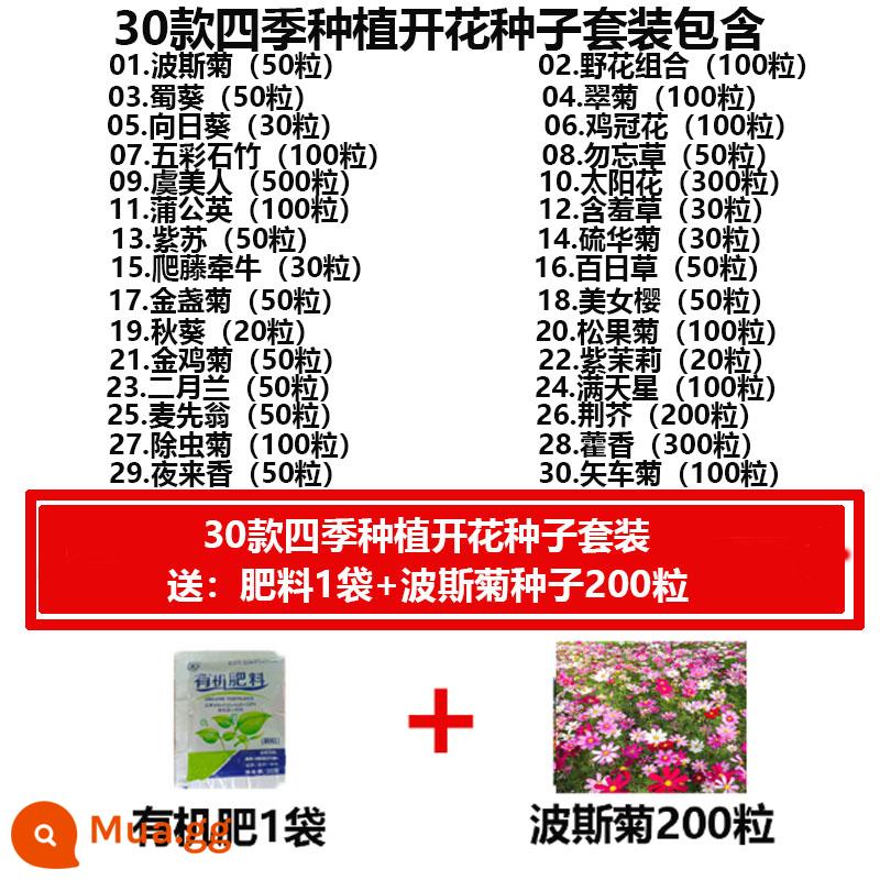 Hạt giống hoa bốn mùa gieo hạt hướng dương ra hoa dễ sống hạt hướng dương trồng trong nhà và ngoài trời - 30 Hạt Giống Hoa Bốn Mùa + Phân Bón Mới