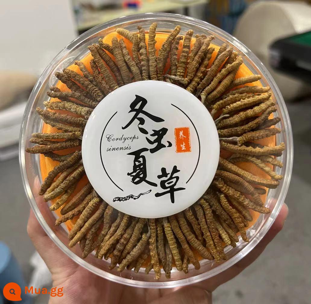 Hộp quà tặng lễ hội đông trùng hạ thảo Naqu Cordyceps hoang dã giai đoạn đầu chính hãng Cordyceps sinensis - Đông Trùng Hạ Thảo King chọn lọc 100 que [Tặng 10 que] Giá trị lớn cho sử dụng cá nhân