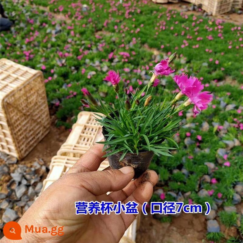 Dianthus bốn mùa hoa cỏ cây giống hoa chịu lạnh trồng trong chậu vườn trong nhà và ngoài trời vườn hoa vườn rễ lâu năm phủ xanh rất dễ nuôi - Đảm bảo có 20 chậu Dianthus dianthus (cây con)! lưu vực gốc đất gốc