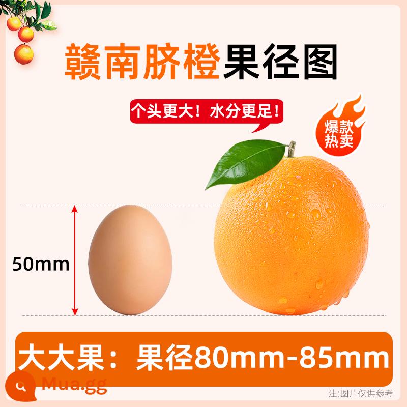 Jiangxi Gannan Navel Orange Fresh Fresh Fruit 10 pounds 1 -level đầu tiên -level Ganzhou Authentic Tand -Peel Orange Full Box miễn phí vận chuyển Orange - 80mm (bao gồm)-85mm (độc quyền) Miễn phí vận chuyển bởi SF Express | Vận chuyển từ Cám Châu