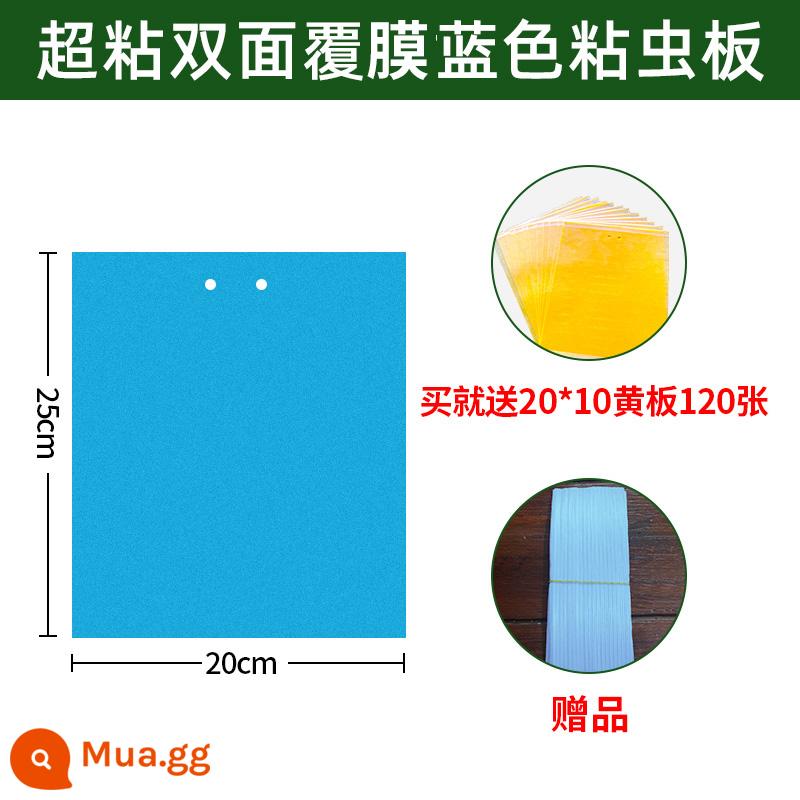 Bảng dính côn trùng Bảng màu vàng Bảng dính côn trùng hai mặt nhà kính đặc biệt bọ trĩ nhà bảng bẫy côn trùng một màu vàng và xanh sân vườn cây ăn quả - 100 tờ bảng xanh dán siêu dính 20*25 2 mặt và 120 tờ bảng 20*10 vàng