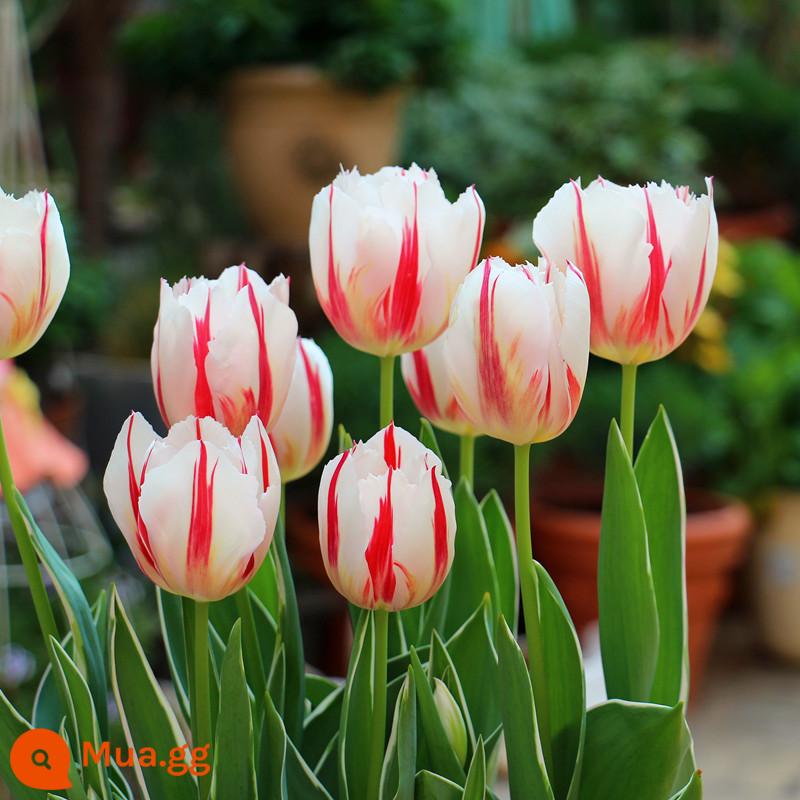 5 bông hoa tulip cộng với chai thủy tinh tròn đặt nước nuôi cấy 5 độ hạt bóng bốn mùa thu đông hoa lục bình chống lạnh - Happy Generation 5 viên + bộ chai thủy tinh + sỏi trắng + dung dịch dinh dưỡng