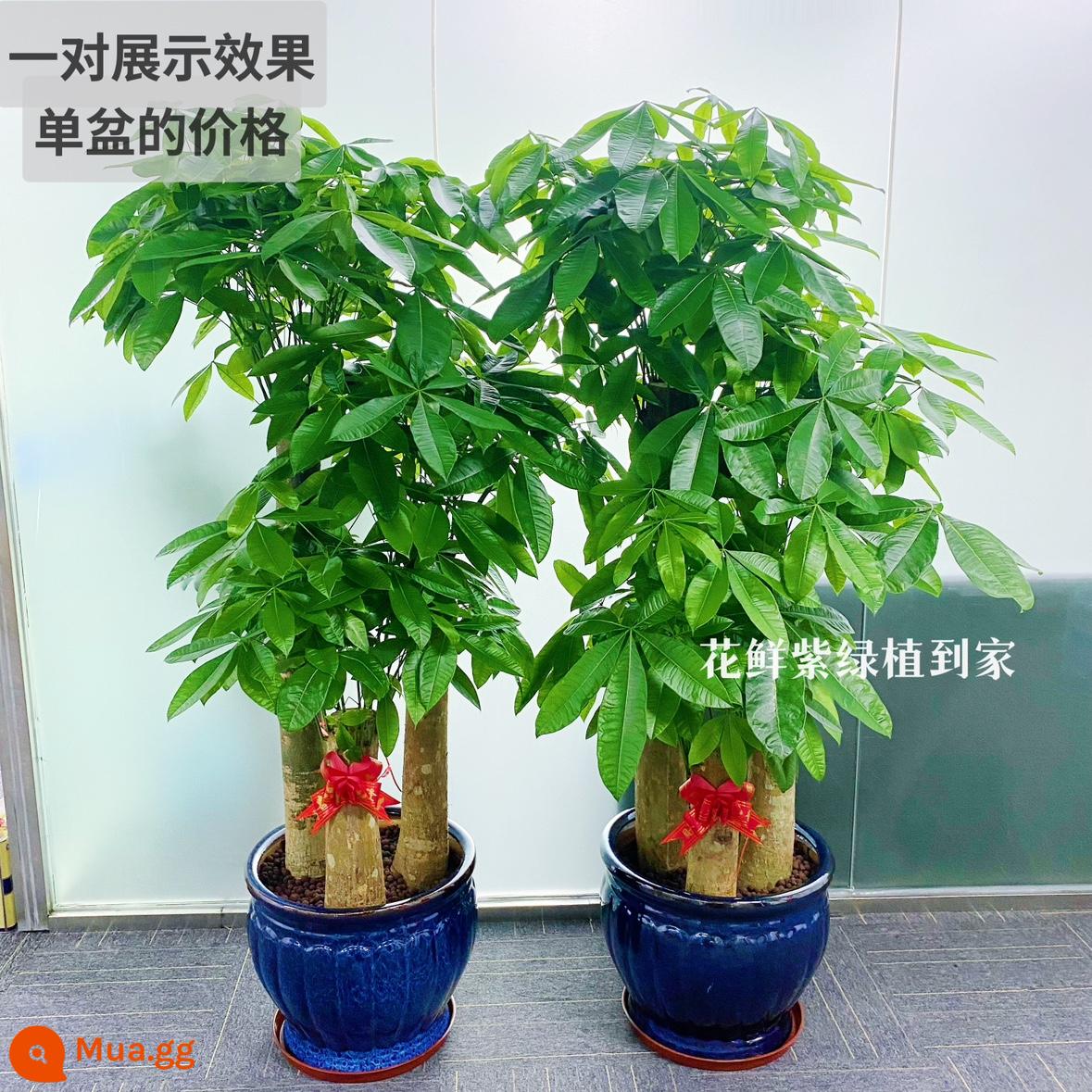 Văn phòng phòng khách trong nhà Thâm Quyến Fortune Tree để thu hút sự giàu có và chuyển đến ngôi nhà mới cây xanh cây lớn trồng trong chậu giao hàng trong thành phố - Chậu sứ kim cương xanh backgammon ba nhánh lớn khoảng 1,7-1,9 mét