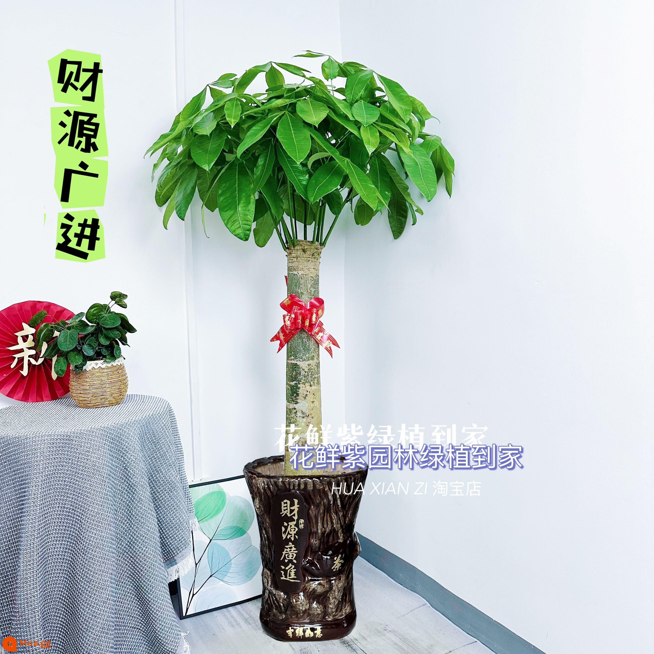 Văn phòng phòng khách trong nhà Thâm Quyến Fortune Tree để thu hút sự giàu có và chuyển đến ngôi nhà mới cây xanh cây lớn trồng trong chậu giao hàng trong thành phố - Một chậu sứ duy nhất có nguồn tài chính lớn khoảng 1,7 mét