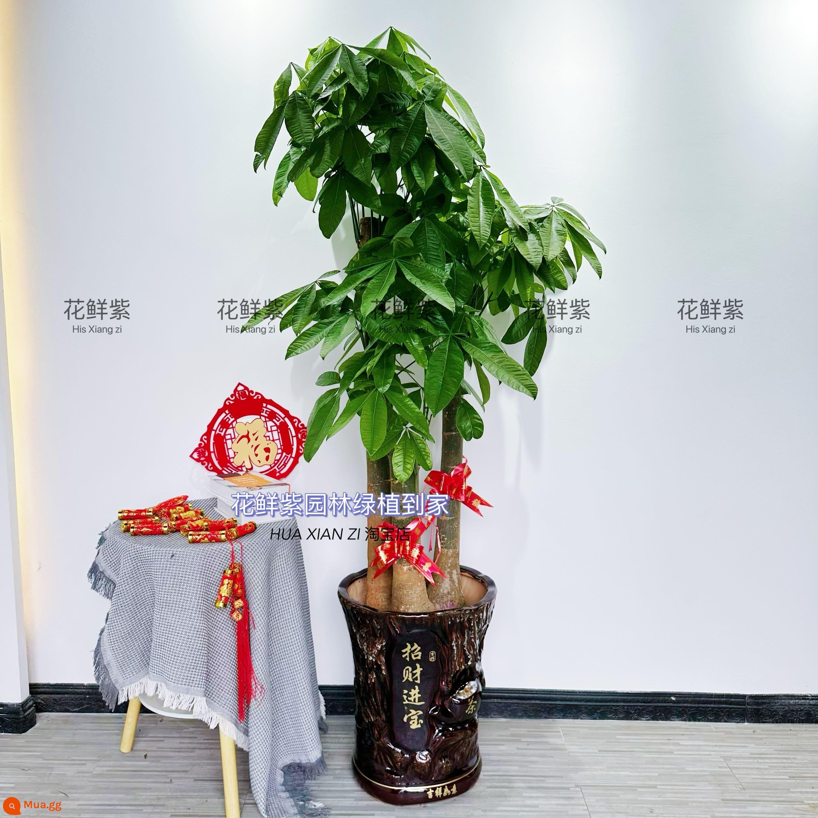 Văn phòng phòng khách trong nhà Thâm Quyến Fortune Tree để thu hút sự giàu có và chuyển đến ngôi nhà mới cây xanh cây lớn trồng trong chậu giao hàng trong thành phố - Ba cây cột cao khoảng 1,7-1,9 mét là những chiếc chậu sứ có tác dụng thu hút tài lộc, mang lại của cải.