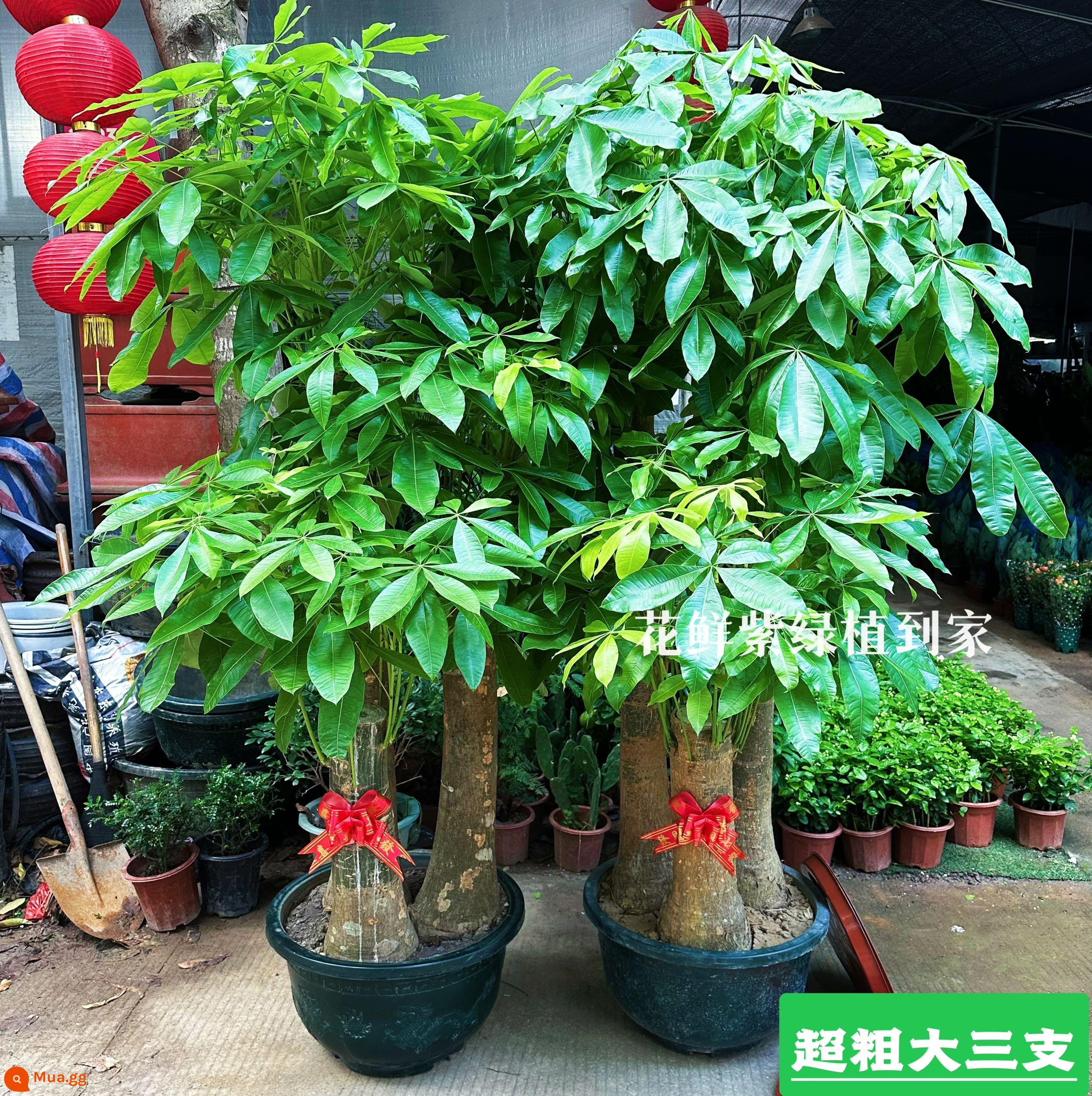 Văn phòng phòng khách trong nhà Thâm Quyến Fortune Tree để thu hút sự giàu có và chuyển đến ngôi nhà mới cây xanh cây lớn trồng trong chậu giao hàng trong thành phố - Chậu rồng xanh ba nhánh cực dày, cao khoảng 1,7-1,8 mét