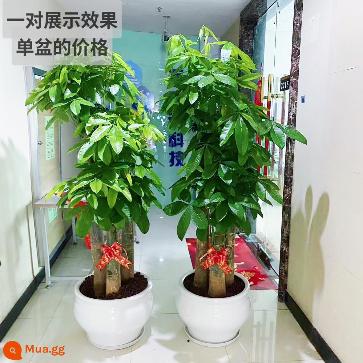 Văn phòng phòng khách trong nhà Thâm Quyến Fortune Tree để thu hút sự giàu có và chuyển đến ngôi nhà mới cây xanh cây lớn trồng trong chậu giao hàng trong thành phố - Ba chiếc chậu sứ cỡ lớn quả bí ngô trắng tinh, cao khoảng 1,7-1,8 mét